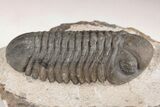 Austerops Trilobite - Jorf, Morocco #204215-3